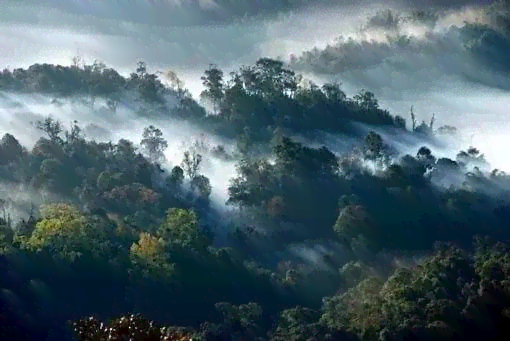 普洱茶枝干多是好还是坏？如何判断普洱茶的品质？