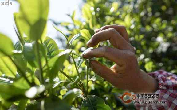 普洱茶树枝存在：茶叶品质的真谛还是工艺问题？