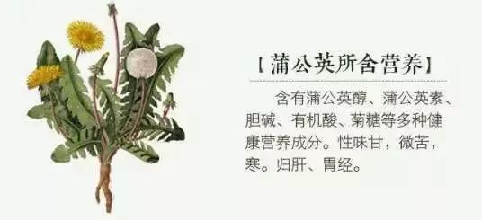 公英与肝阴虚：是否适用以及可能的副作用？