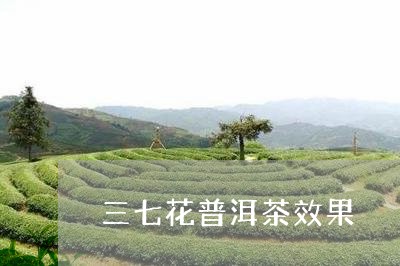 三七普洱茶什么味道好