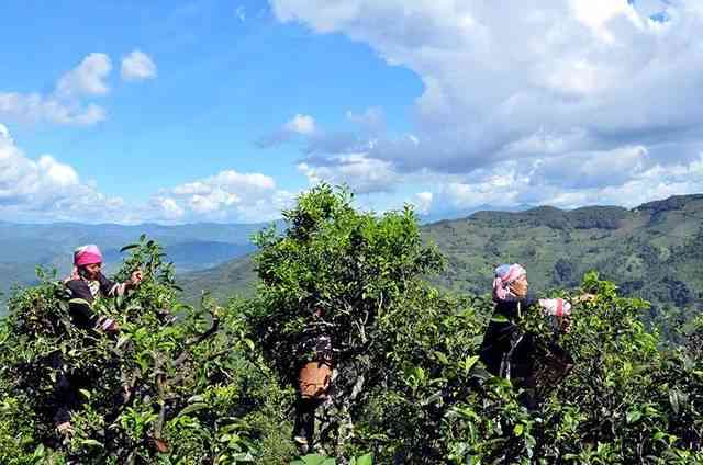 普洱茶高端品种：探究名山古树、大叶种、小叶种等稀有茶类