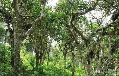 普洱茶高端品种：探究名山古树、大叶种、小叶种等稀有茶类