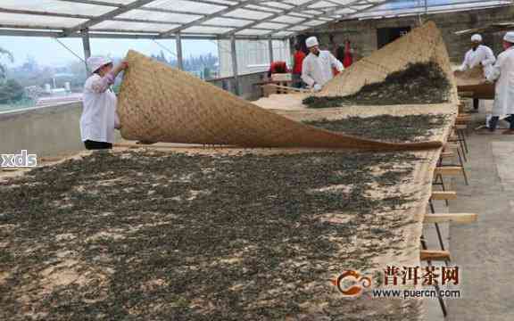 普洱茶龙珠制作过程：探究古法制作的精髓