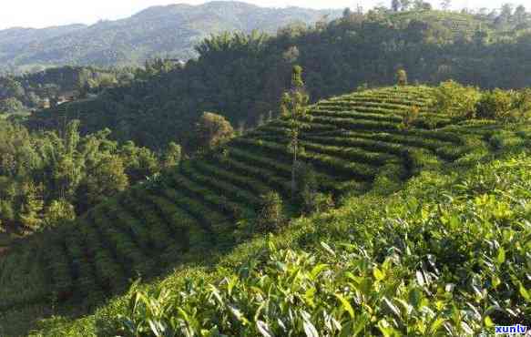 新 香醇浓的普洱茶：品味云南的独特风土人情