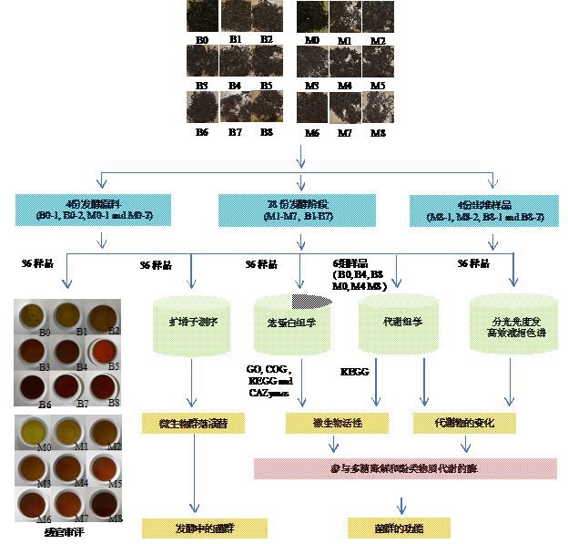 普洱茶发酵的科学原理及工艺过程详解