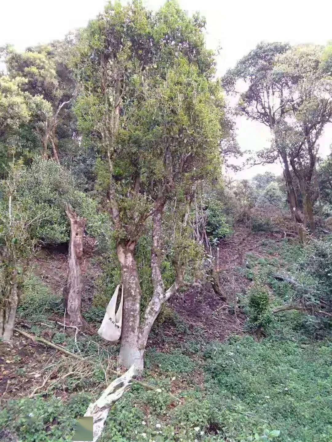 普洱茶五大排行榜： 探索中国古树茶的极致品质与市场表现