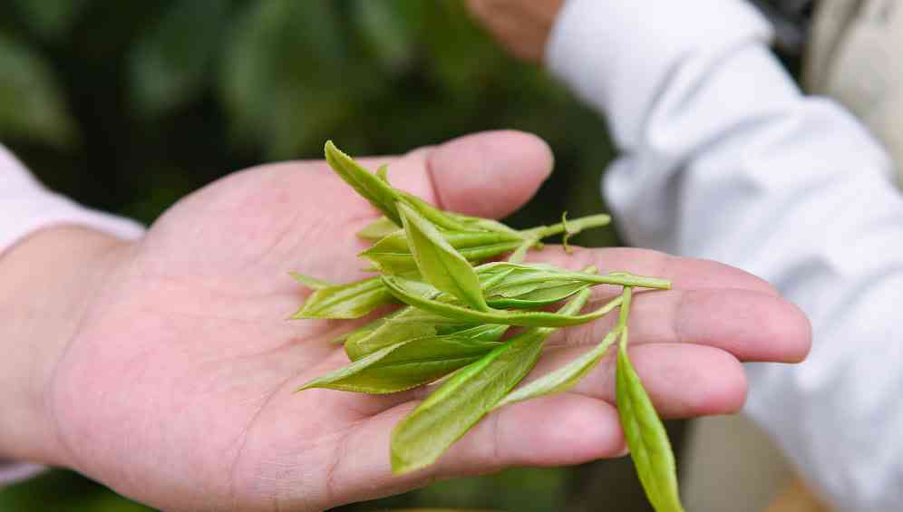 普洱茶饼茶和散茶的优劣对比：哪种茶更适合您？