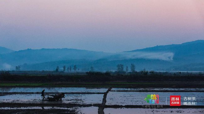 勐海普洱茶之一县：产区、山头与厂家排名