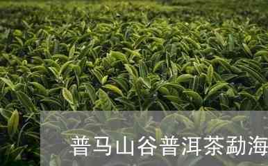 普马普洱茶的价格