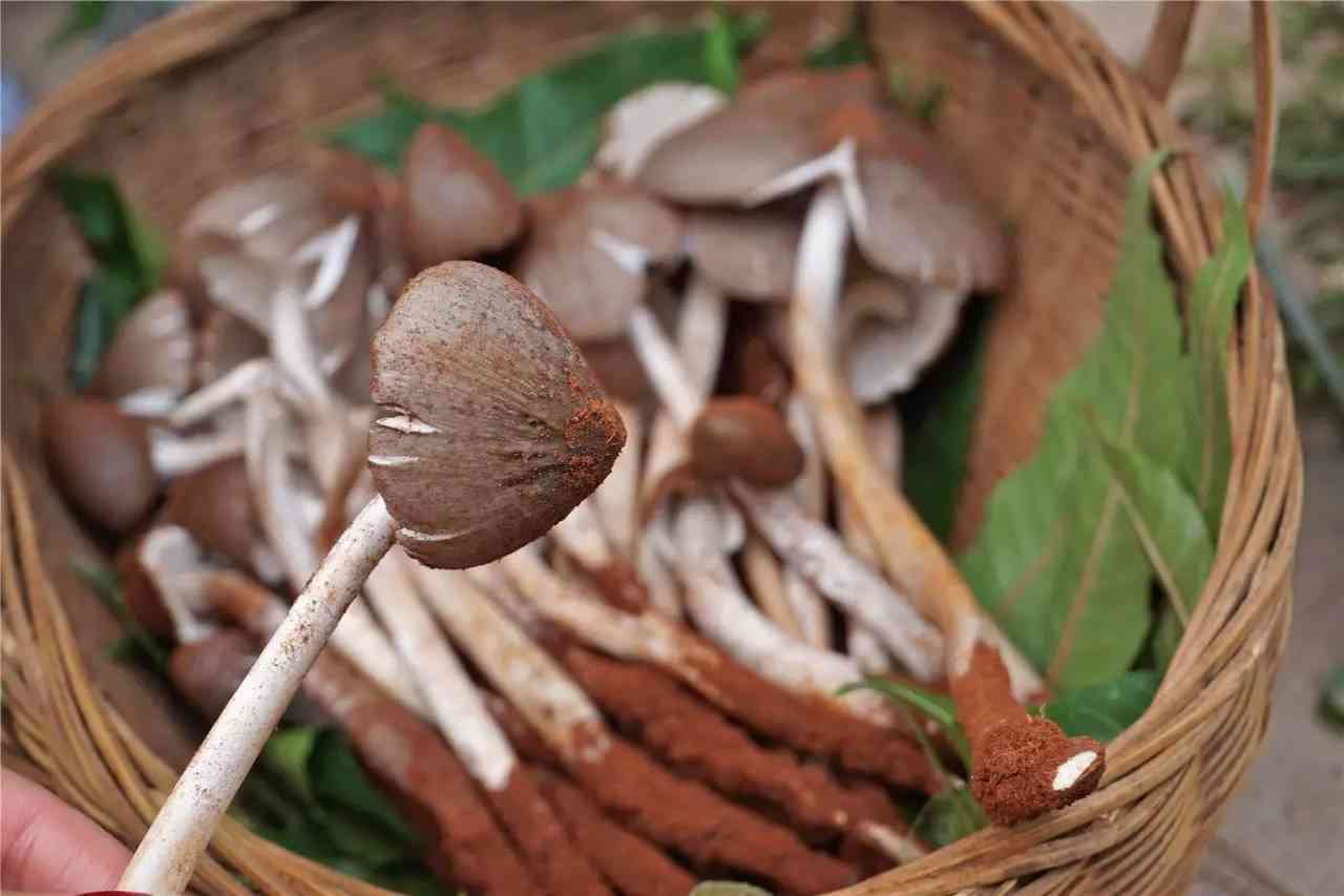 新 普洱茶与鸡枞菌的独特搭配：一场味蕾的奇妙之旅