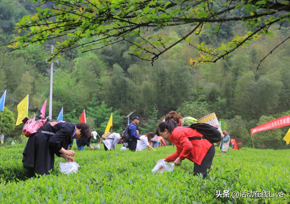 小桥人家茶叶：品茗胜地、茶叶种类与泡法全面解析