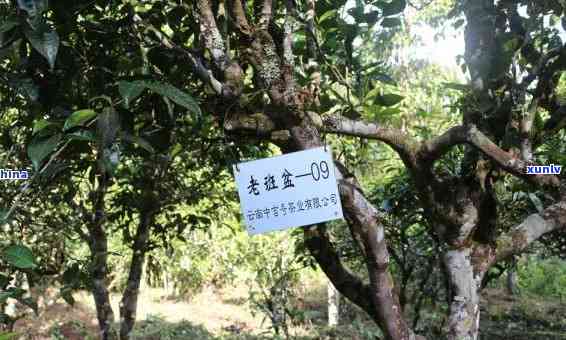 农村普洱茶大盘点：全面了解您心仪的茶叶品种及产地