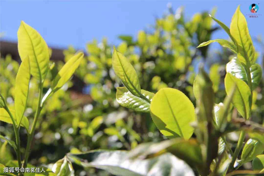 十年易武普洱茶台地茶