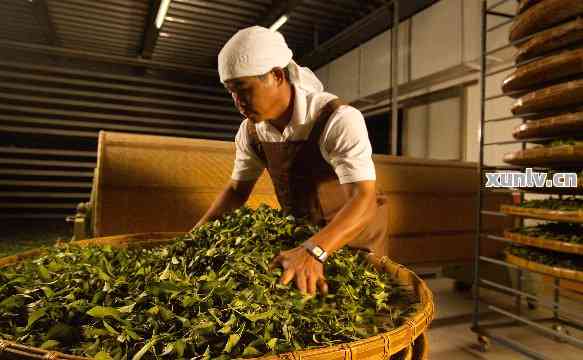 鸣泉茶叶泡法：品鉴口感与品质的秘诀，了解鸣泉茶厂、茶舍及官网信息