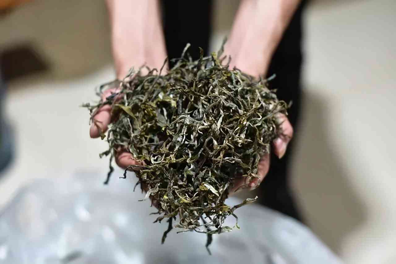 普洱茶晒青的全过程解析：从采摘到制作，了解普洱茶的魅力