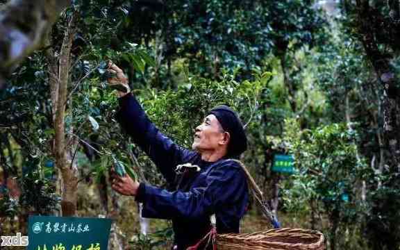 探索抖音普洱茶基地：了解茶叶种植、制作工艺与品鉴体验的全方位指南