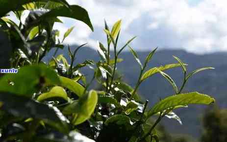 古树普洱茶的全面功效：降脂减肥、提神醒脑、抗衰老等多方面作用解析