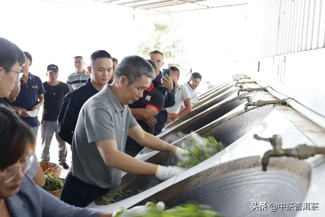 南京普洱茶价格表一览表及店铺推荐，助您轻松挑选心仪好茶