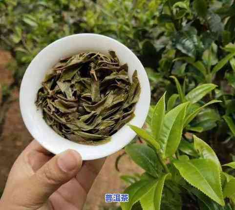 正山大叶种普洱茶好吗怎么样，500克茶叶砖正山大叶普洱茶。