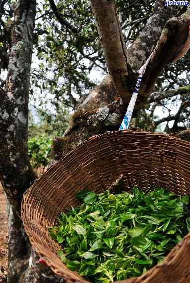 独特风味、历沉淀：探究忙肺古树茶的特点与功效