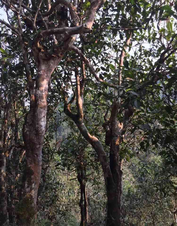 独特风味、历沉淀：探究忙肺古树茶的特点与功效