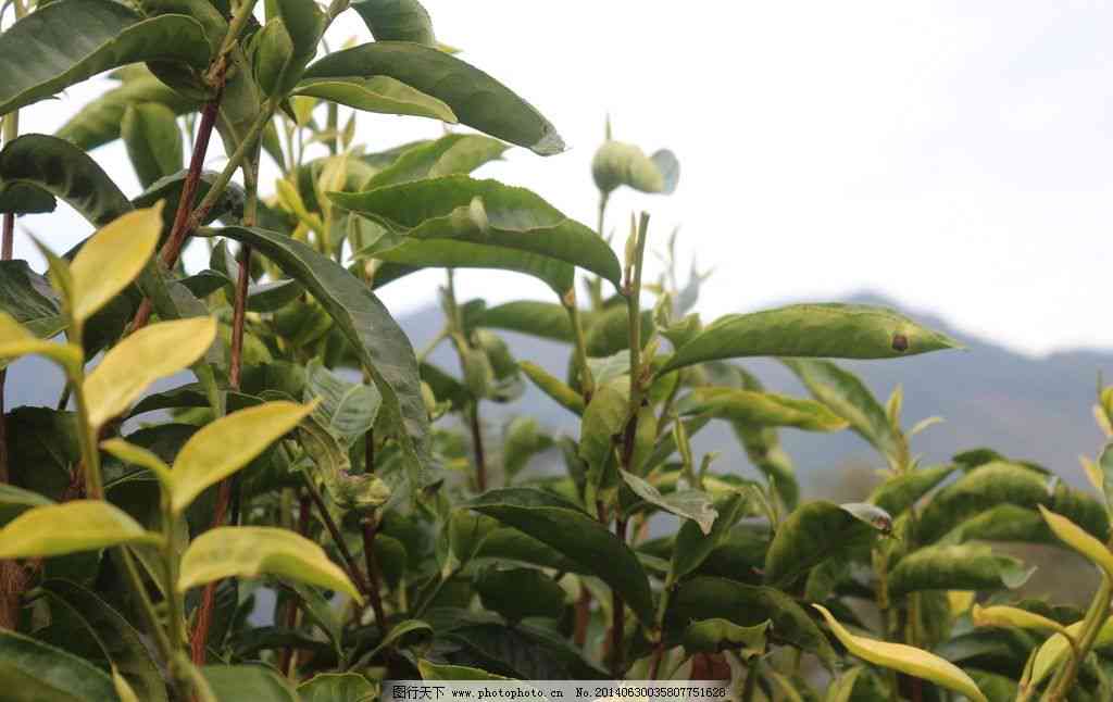 勐库普洱茶源头：产地与特色探析