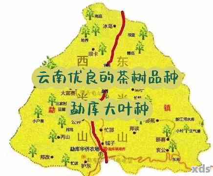 勐库普洱茶源头：产地与特色探析