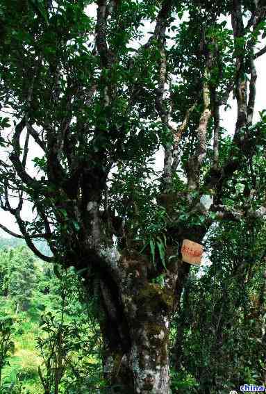 勐库茶业普洱茶：古树韵味，陈年佳品，茶马古道传承，云南原生态茶叶