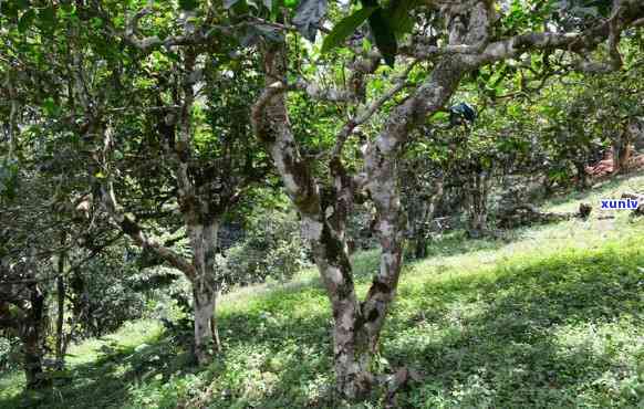 勐库茶业普洱茶：古树韵味，陈年佳品，茶马古道传承，云南原生态茶叶