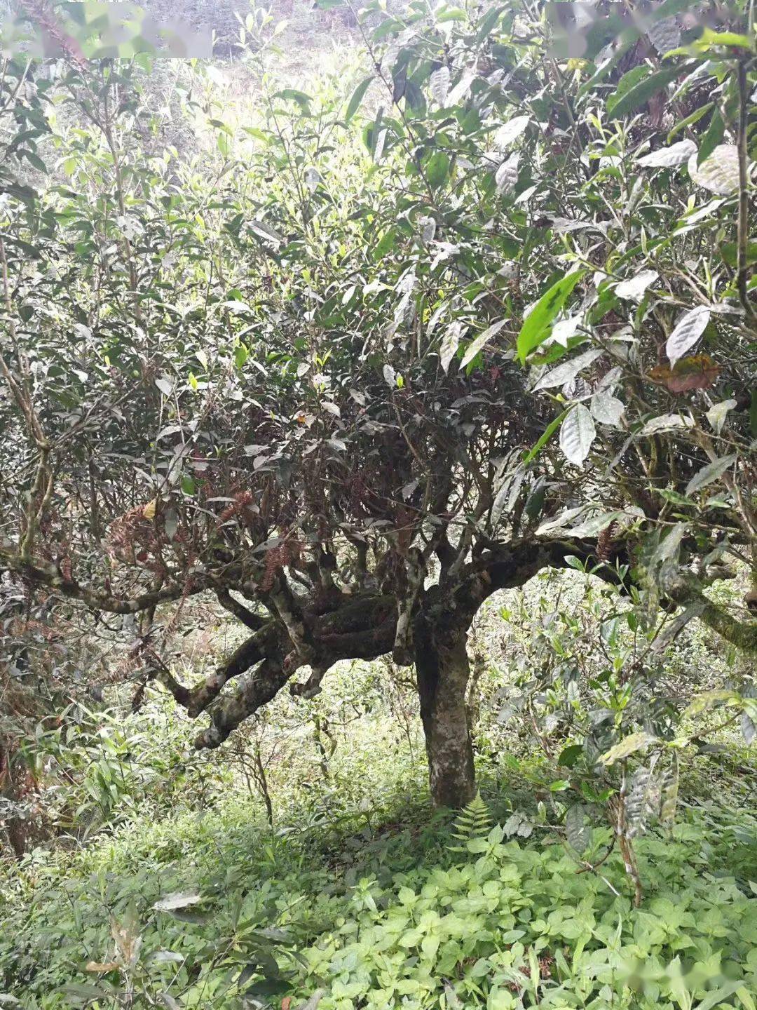 云南的鸡公山的普洱茶