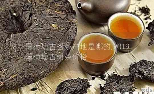 薄荷塘普洱茶：口感特点、品质评价与选购指南