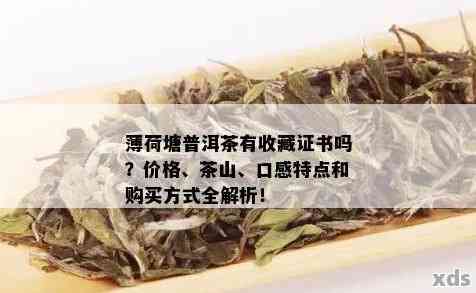 薄荷塘普洱茶：口感特点、品质评价与选购指南