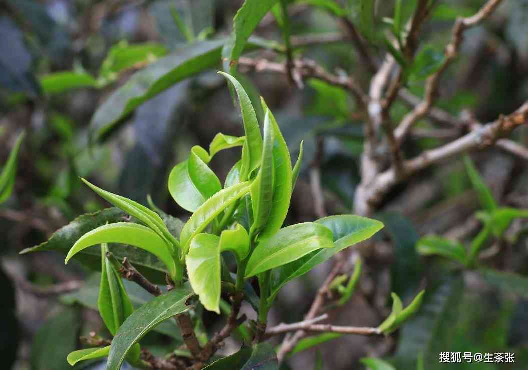 紫牙普洱茶特点是什么