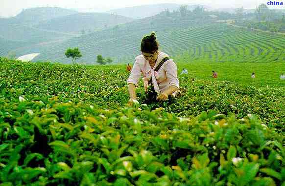 云南景茶叶公司注册及种植基地：打造优质茶叶