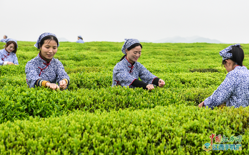 云南景茶叶公司注册及种植基地：打造优质茶叶