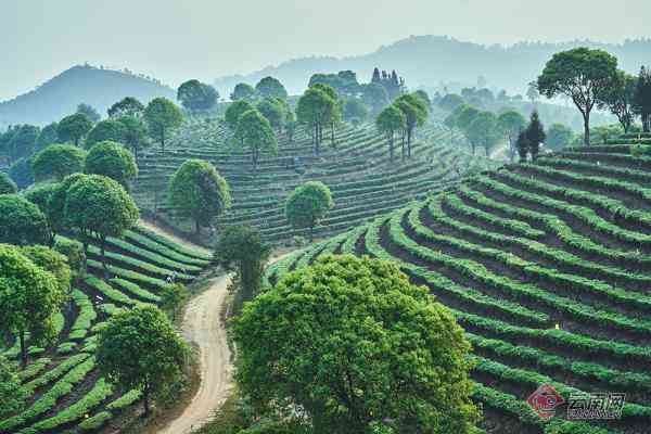 云南景茶叶公司注册及种植基地：打造优质茶叶