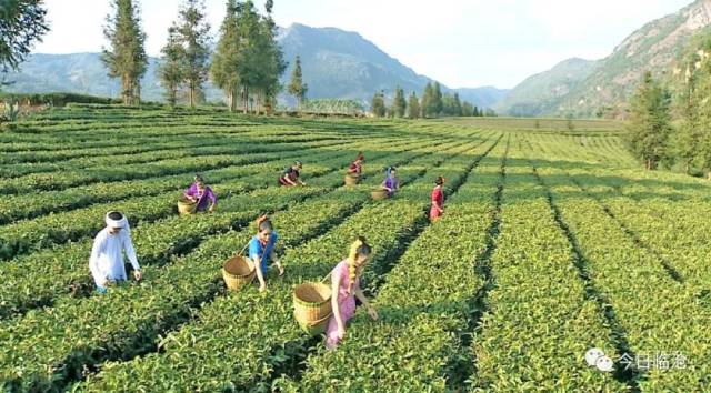 云南景茶叶公司注册及种植基地：打造优质茶叶