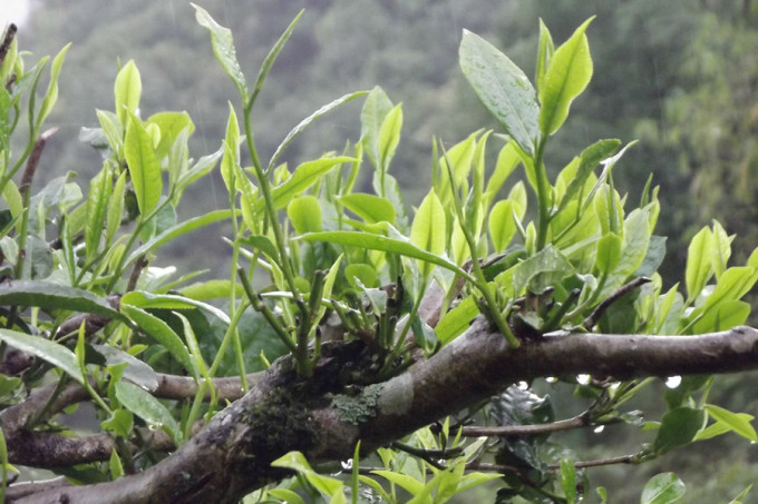 探秘普洱莲花塘村：古树茶香与静生活的交融