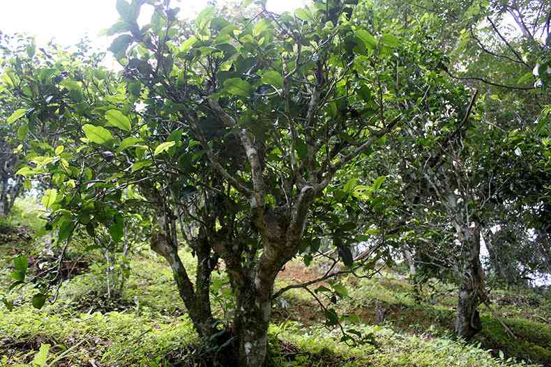 云南普洱茶冰岛独树砖：探索冰岛古树的独特风味