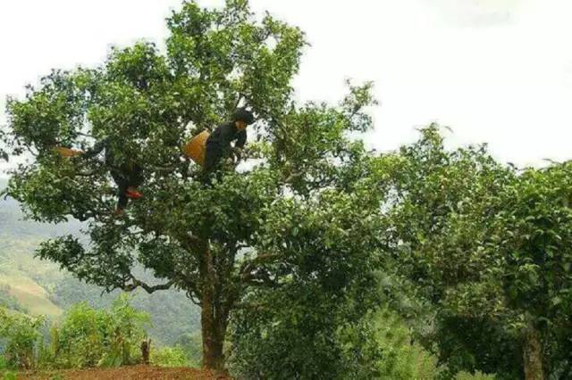 云南普洱茶冰岛独树砖：探索冰岛古树的独特风味