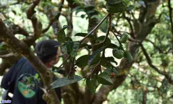 天门山普洱茶：古树韵味、醇厚口感与独特风味的完美结合