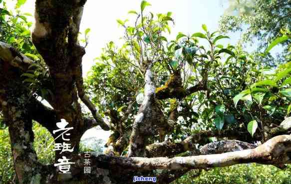 探寻普洱茶原产地：新号首播带你领略千年古树茶的魅力