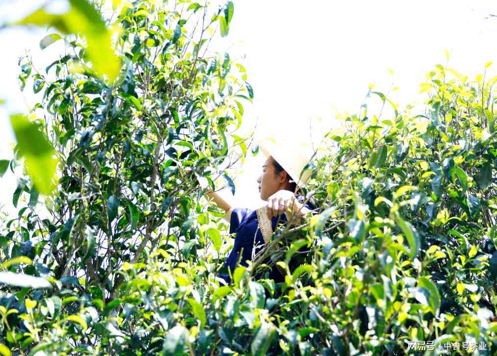 普洱茶怎么摘喝的方法：采摘技巧与注意事项