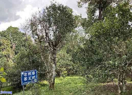 云南沧源地区：普洱茶的种植与特色品种分析