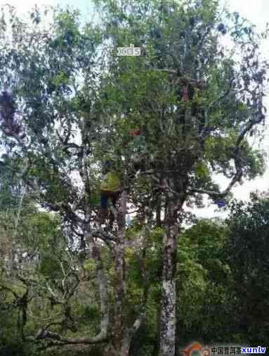 云南沧源地区：普洱茶的种植与特色品种分析