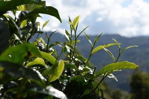 沧源茶叶之最：品味最出名的特色茶品与工艺