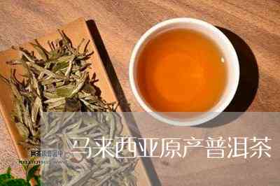 马来西亚做普洱茶好吗现在？气候适宜，众多，价格不等。