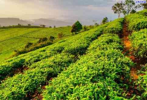 云南普洱茶园的亩产量与其土条件和种植管理方式的关系研究