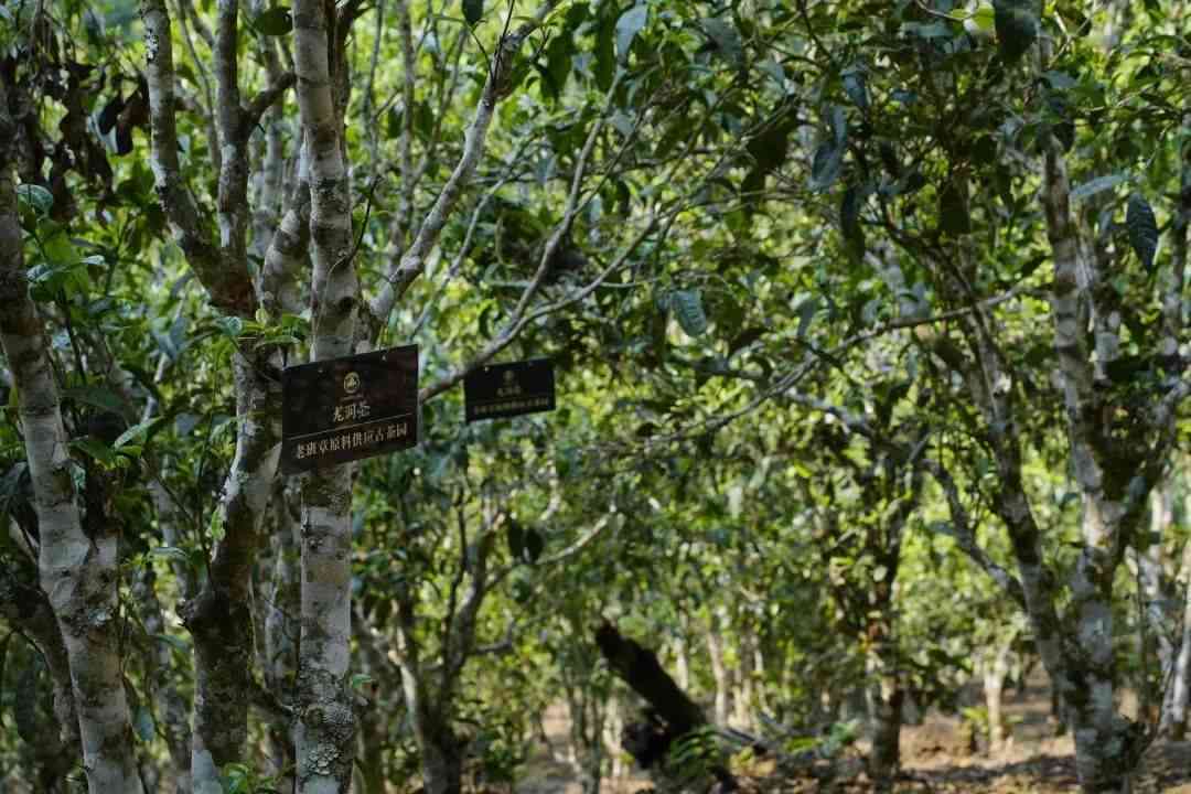 '普洱茶种植亩产量：影响因素、环境条件及实际产量探讨'