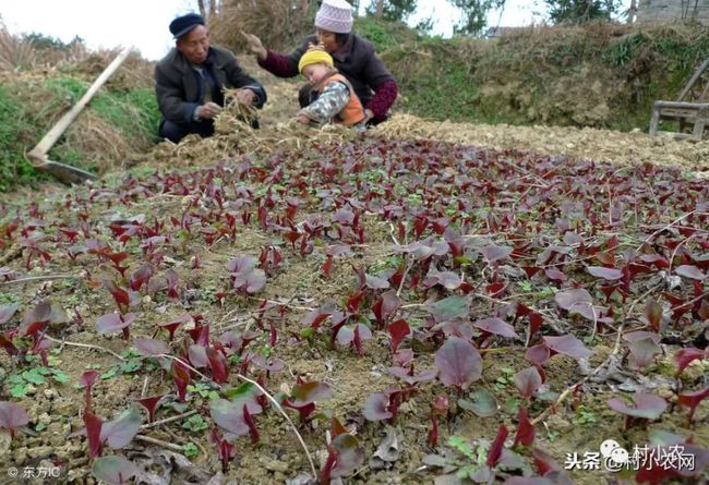 '普洱茶种植亩产量：影响因素、环境条件及实际产量探讨'